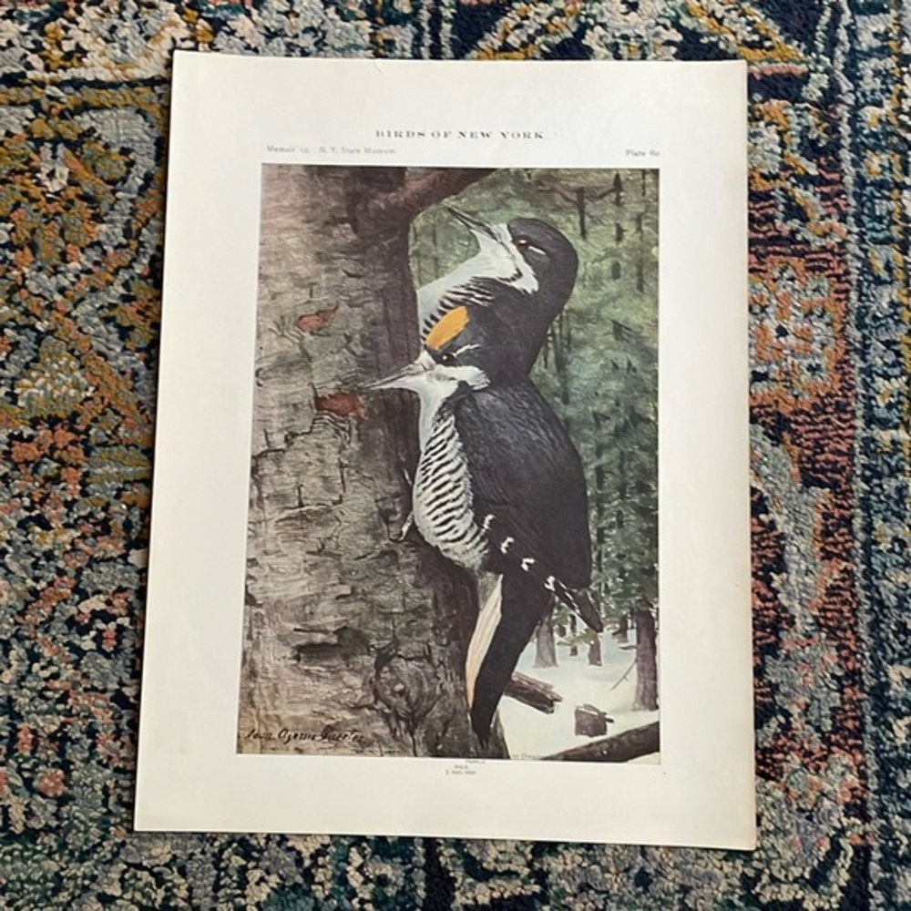 🖤5/$25 Antique Ornithological Bird Print Original wood pecker